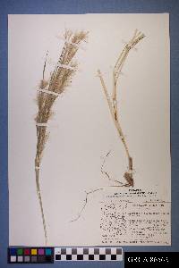 Andropogon glomeratus image